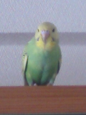 よーちゃん