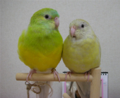 風花