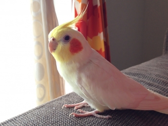 鳥の飼い方 生活 飼い主がそばにいないと餌を食べない子について とりっち インコなど鳥の日本最大級sns