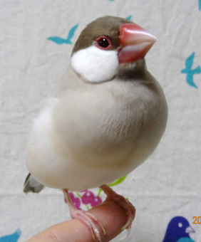 鳥の飼い方 生活 みなさんの文鳥さんは握り文鳥ですか とりっち インコなど鳥の日本最大級sns