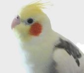 メイ