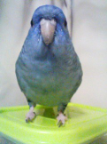 モジャ