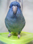 モジャ