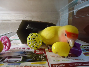 鳥の飼い方 生活 オカメインコの楽しい遊び とりっち インコなど鳥の日本最大級sns