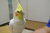 サツキ
