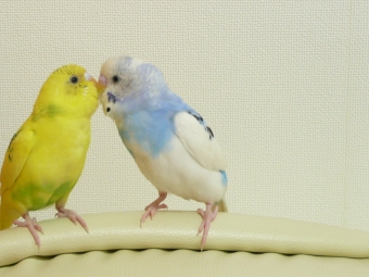 鳥の飼い方 生活 モノマネ好きの愛鳥と暮らしている方 教え方をご伝授ください とりっち インコなど鳥の日本最大級sns