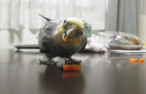 うえこ