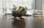 うえこ