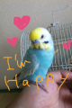 たまっち