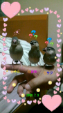 文鳥ハウス