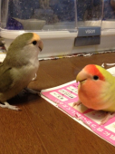モブラビ