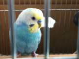 QOO