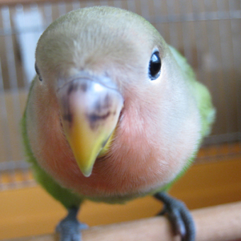 鳥の飼い方 生活 耳を噛みに来るコザクラインコ とりっち インコなど鳥の日本最大級sns