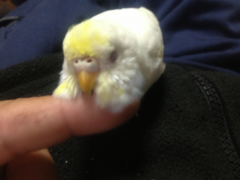 鳥の飼い方 生活 鳥さんの気持ちは とりっち インコなど鳥の日本最大級sns