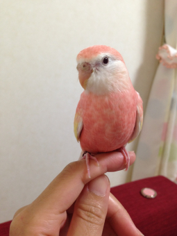 鳥の雑談 挨拶 おやすみカバーの作り方 素材 とりっち インコなど鳥の日本最大級sns