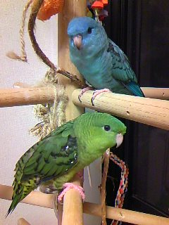 鳥のオフ会 イベント 鳥の散歩って可能 とりっち インコなど鳥の日本最大級sns