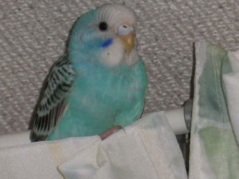 トロ