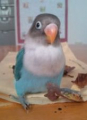 ぐり
