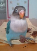 ぐり