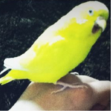 きいろ