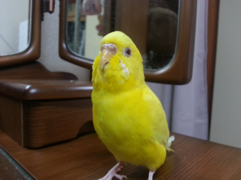 鳥の飼い方 生活 朝のセキセイインコの鳴き声について とりっち インコなど鳥の日本最大級sns