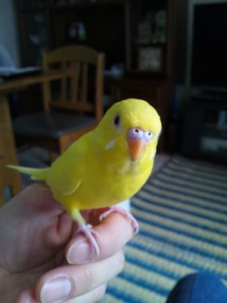 鳥の病気 病院 インコが食べなくなりました どうしたらいいですか 追記しています とりっち インコなど鳥の日本最大級sns