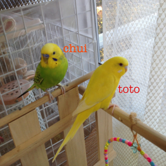 鳥の雑談 挨拶 鳥さんの名前と由来は とりっち インコなど鳥の日本最大級sns