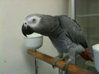 鳥の保護情報 飼い主さん見つかりました 保護 コザクラインコ保護 神奈川県川崎市麻生区 とりっち インコなど鳥の日本最大級sns