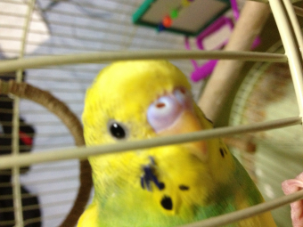 ぎゅるじゃん