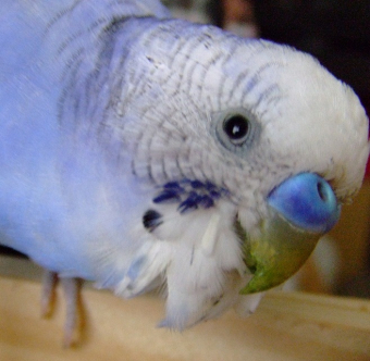 鳥の愛鳥自慢 特技 おしゃべり名言集 昔話シリーズ とりっち インコなど鳥の日本最大級sns