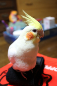 mika