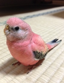 鳥の迷子情報 北海道札幌市中央区 アキクサインコ見つかりました とりっち インコなど鳥の日本最大級sns