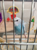 おけもけ
