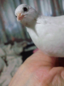 くし