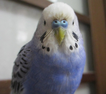 鳥の病気 病院 セキセイインコ 一週間近く片足を浮かせています とりっち インコなど鳥の日本最大級sns