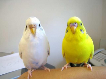 鳥の迷子情報 白いセキセイインコを探しています とりっち インコなど鳥の日本最大級sns