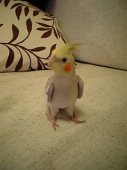 ちぴたん