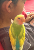 テト