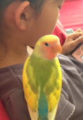 テト