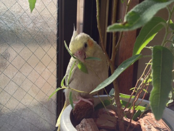 鳥のオフ会 イベント ハンドメイドおしめの販売所は とりっち インコなど鳥の日本最大級sns