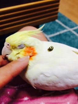 鳥の産卵 繁殖 雛の育て方 オカメインコ ２歳８カ月 初めての産卵 しかし とりっち インコなど鳥の日本最大級sns