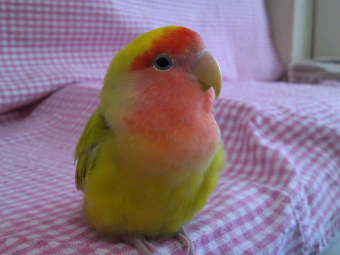 鳥の産卵 繁殖 雛の育て方 ｺｻﾞｸﾗｲﾝｺの性別 とりっち インコなど鳥の日本最大級sns