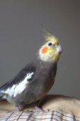 yama