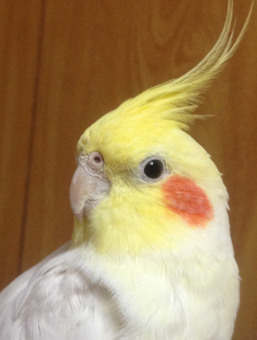 みき