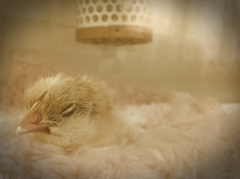 鳥の産卵 繁殖 雛の育て方 鶏の人工孵化 転卵 成長について とりっち インコなど鳥の日本最大級sns