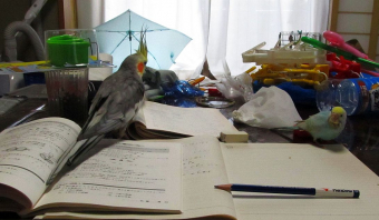 鳥の飼い方 生活 噛み癖と眼鏡について セキセイ とりっち インコなど鳥の日本最大級sns