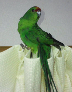 キガシラアオハシインコ とりっち鳥図鑑 生態 飼い方 病気など とりっち インコなど鳥の日本最大級sns