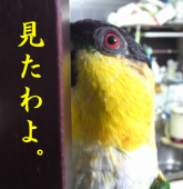円夏