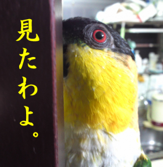 円夏