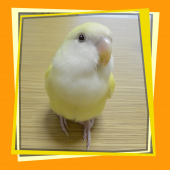 arusupika